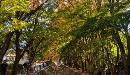 富士河口湖町“紅葉まつり”始まりました。